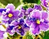 African Violet AVS-IGOR TALKOV